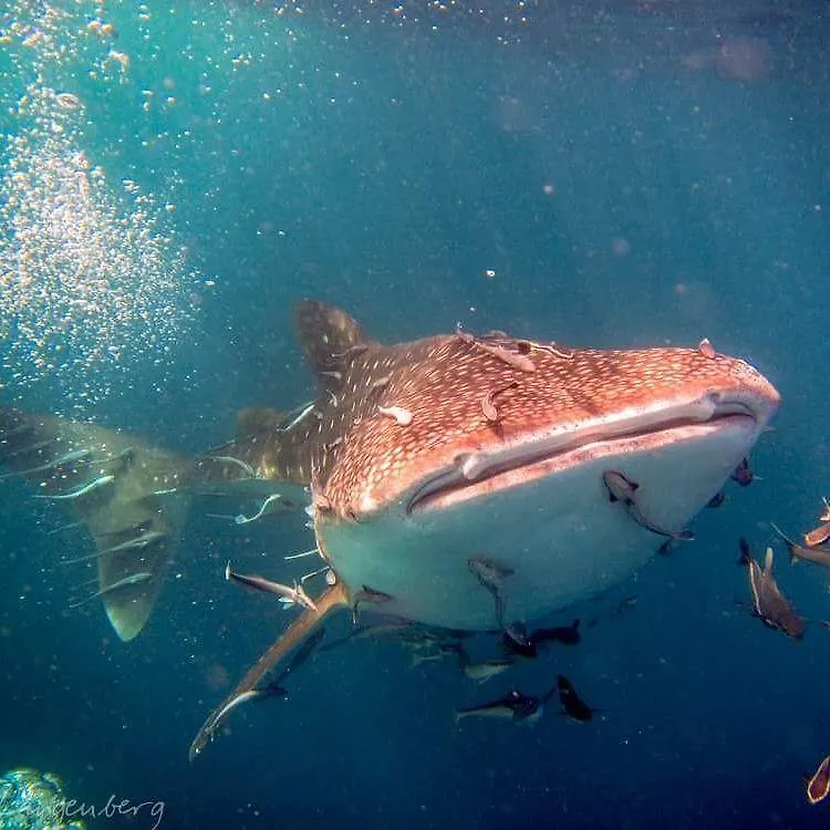 Hotel Carabao Diving Ko Tao Tailandia